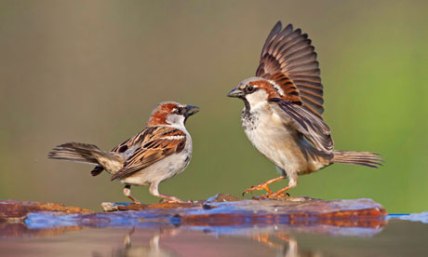 http://www.theguardian.com/environment/2013/sep/23/house-sparrow-decline-stabilises